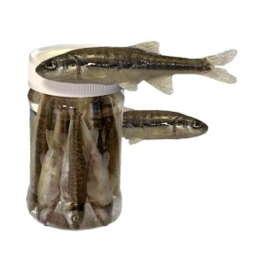 Vairons en bocal 6/8cm