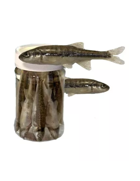 Vaironi in barattolo 6/8cm - Carnassiers-Shop