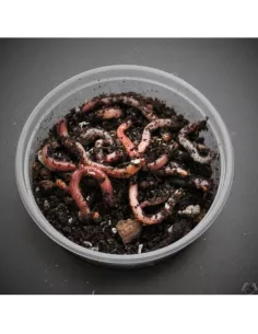 Vers Dendro moyen boîte env 25 pièces