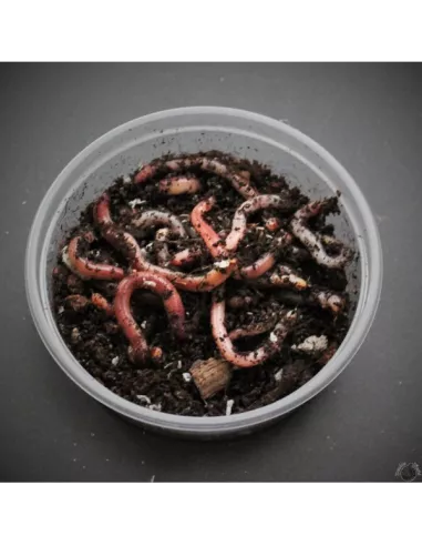 Vers Dendro moyen boîte env 25 pièces