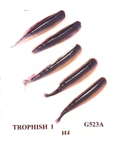 Product Categories - Carnassiers Shop