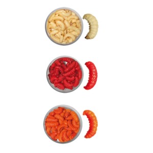 Boite de teignes momifiées