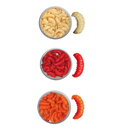 Boite de teignes momifiées